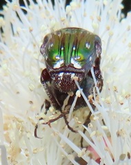 Leucocelis aeneicollis