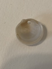 Divalinga quadrisulcata