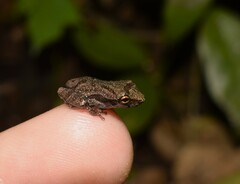 Thoropa miliaris