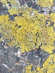 Xanthoria parietina