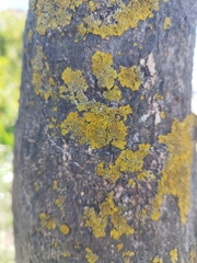 Xanthoria parietina