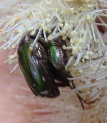 Leucocelis aeneicollis