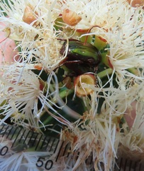 Leucocelis aeneicollis