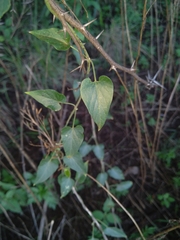 Pentarrhinum insipidum