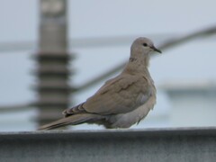 Streptopelia decaocto