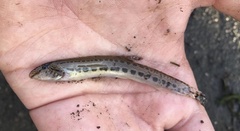 Cobitis elongatoides