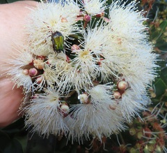 Leucocelis aeneicollis