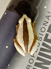 Afrixalus fornasini