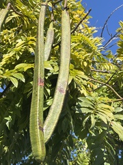 Cassia leptophylla
