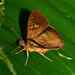 Pseudonascus paulliniae