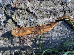 Fuscoporia gilva