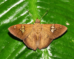 Pseudonascus paulliniae