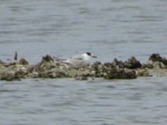 Sterna hirundo hirundo