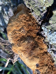 Fuscoporia gilva