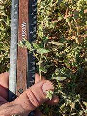 Atriplex dioica