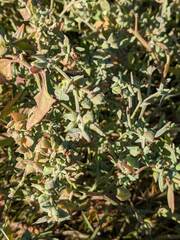 Atriplex dioica