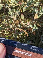 Atriplex dioica