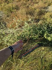 Atriplex dioica