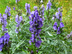 Aconitum napellus
