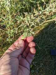 Atriplex dioica