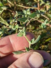 Atriplex dioica
