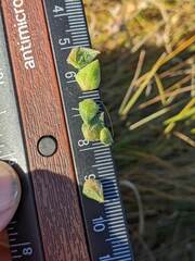 Atriplex dioica