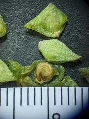 Atriplex dioica
