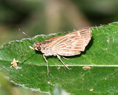 Vehilius stictomenes