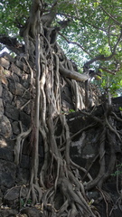 Ficus benghalensis
