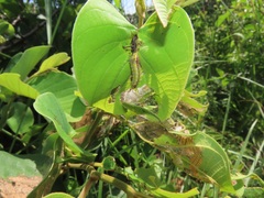 Annona senegalensis