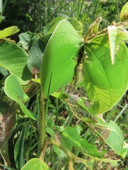 Annona senegalensis