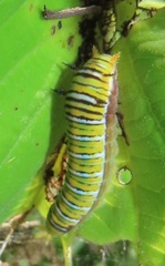 Graphium angolanus angolanus