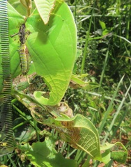 Annona senegalensis