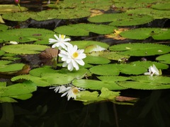 Nymphaea lotus