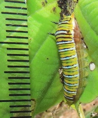Graphium angolanus angolanus