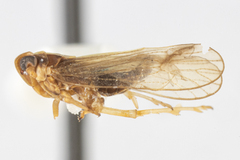 Tagosodes orizicolus