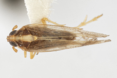Tagosodes orizicolus