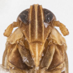 Tagosodes orizicolus