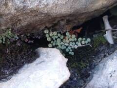 Argyrochosma microphylla