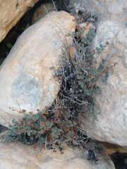 Argyrochosma microphylla