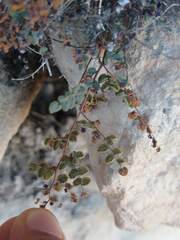 Argyrochosma microphylla