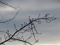 Acer rubrum