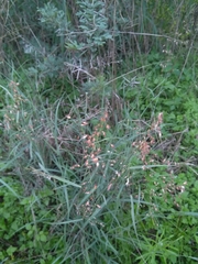 Melinis repens