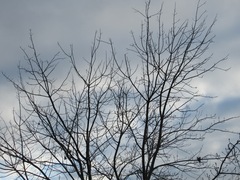 Acer rubrum