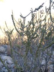 Mortonia scabrella