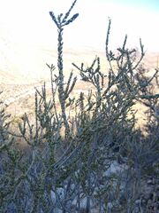 Mortonia scabrella