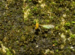 Diptera