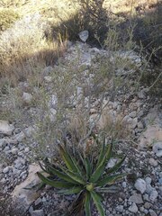 Mortonia scabrella