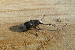 Platystomos albinus