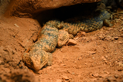 Tiliqua